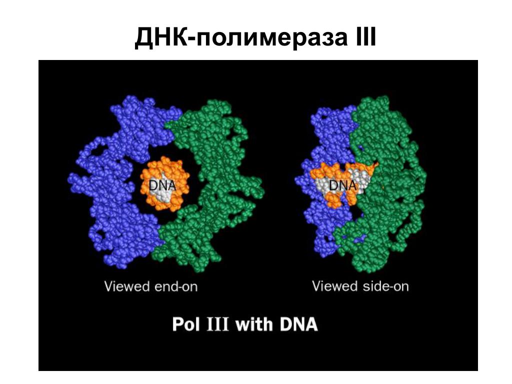 Полимеразы прокариот. ДНК-полимераза III. ДНК-полимеразы 2. Строение ДНК полимеразы 3. ДНК полимераза 1 строение.
