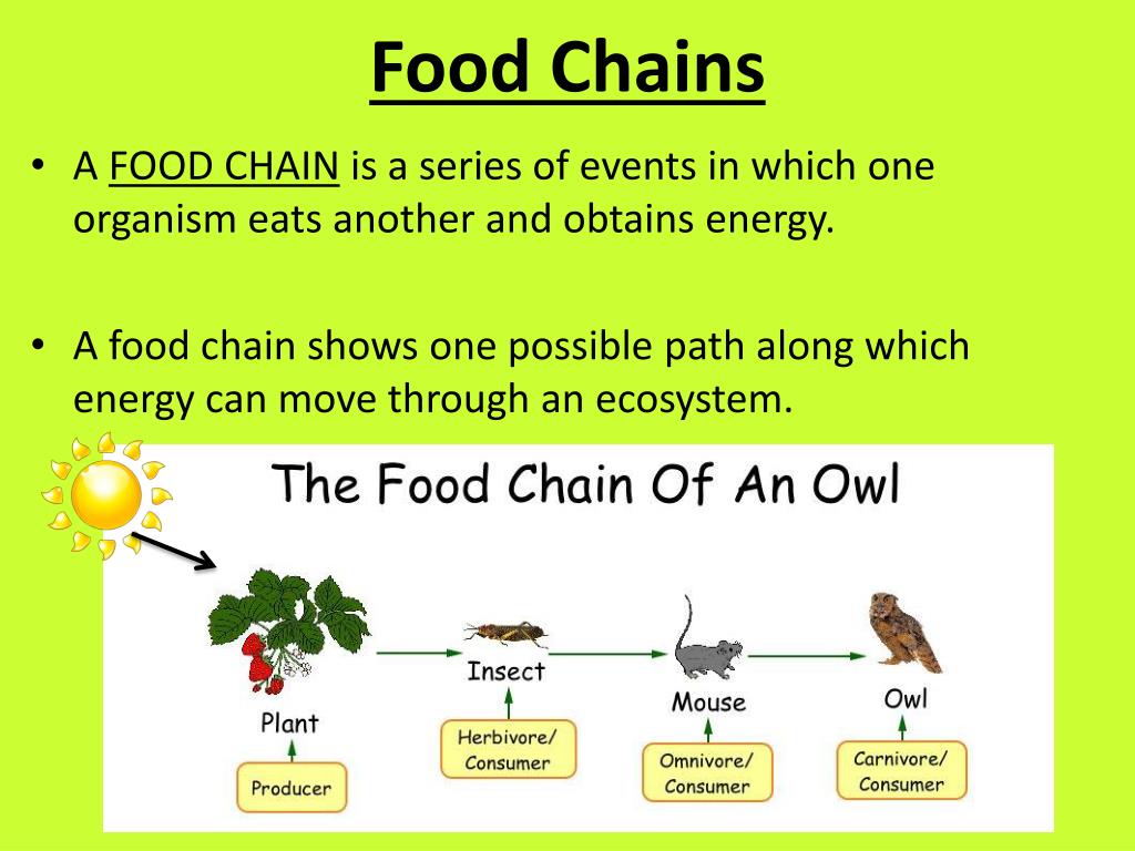 presentation of food chain