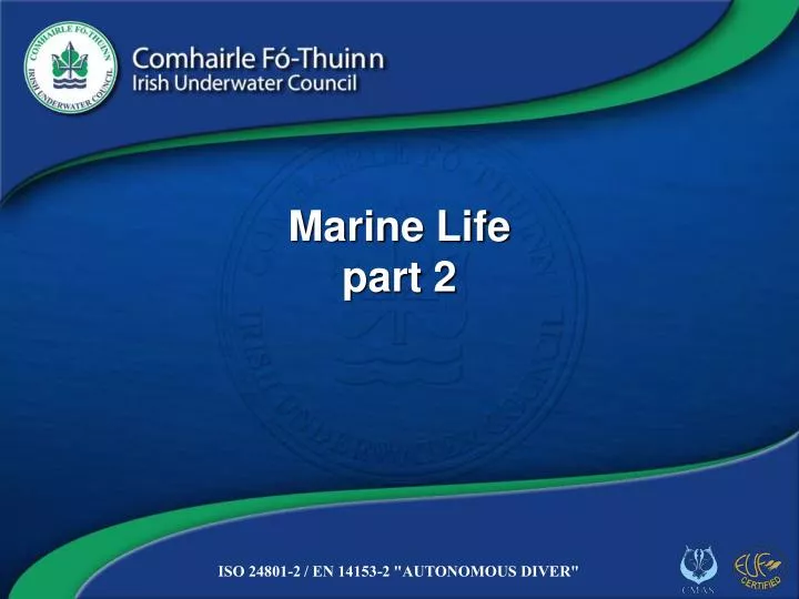 marine life part 2 n.