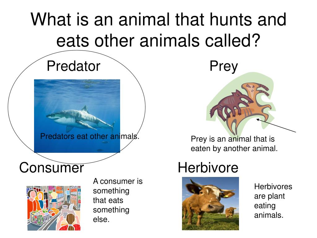 PPT - Unit Two Assessment: Food Chains and Food Webs PowerPoint  Presentation - ID:4222097