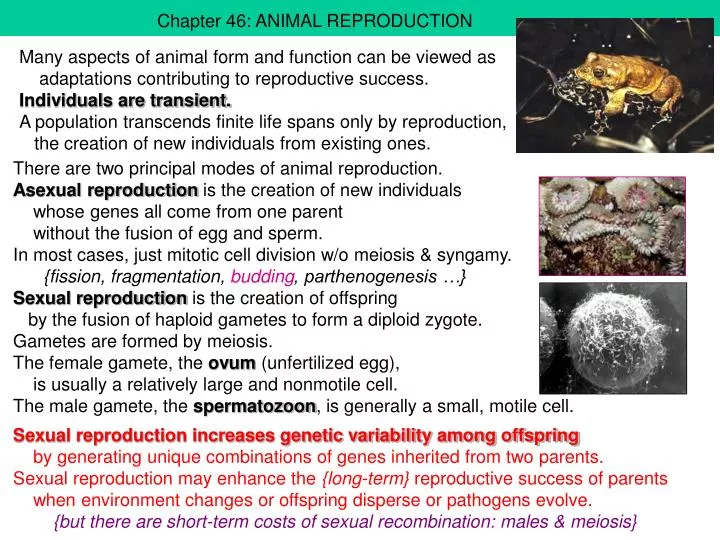 PPT - Chapter 46: ANIMAL REPRODUCTION PowerPoint Presentation, free  download - ID:4222789