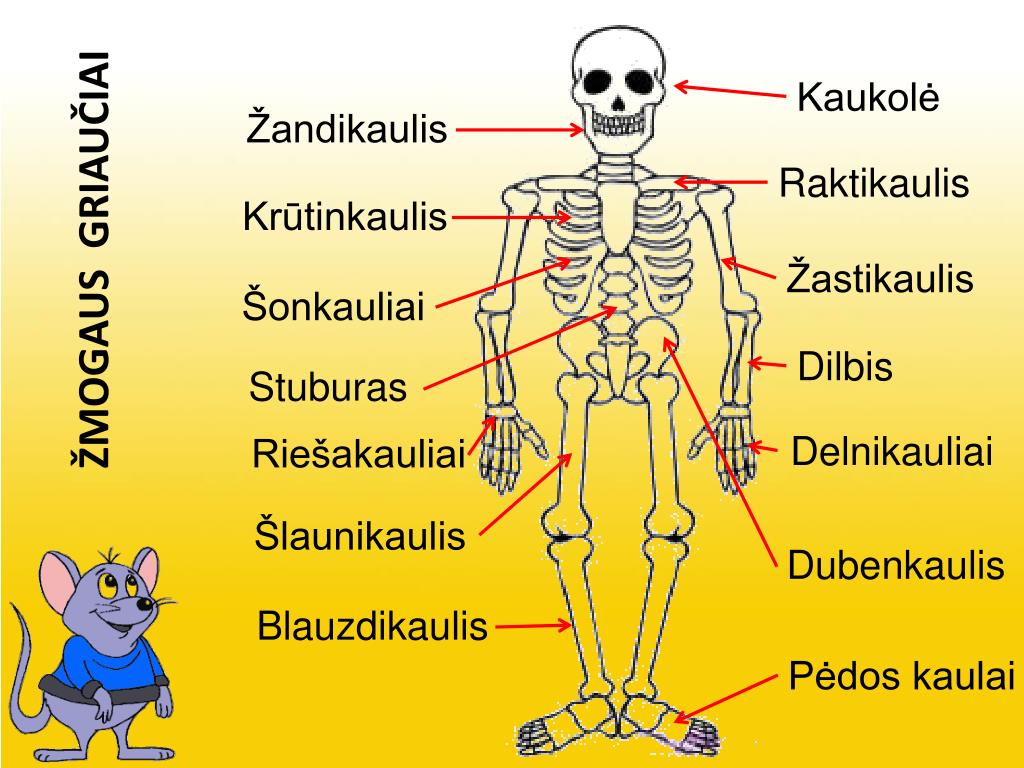 PPT - Žmogaus griaučiai PowerPoint Presentation, free download - ID:4224682