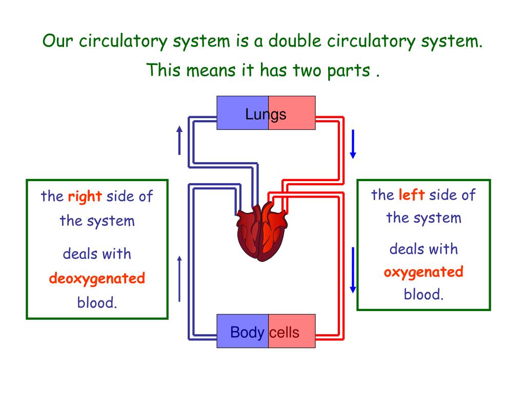 PPT - The Heart- Structure and Function PowerPoint ...