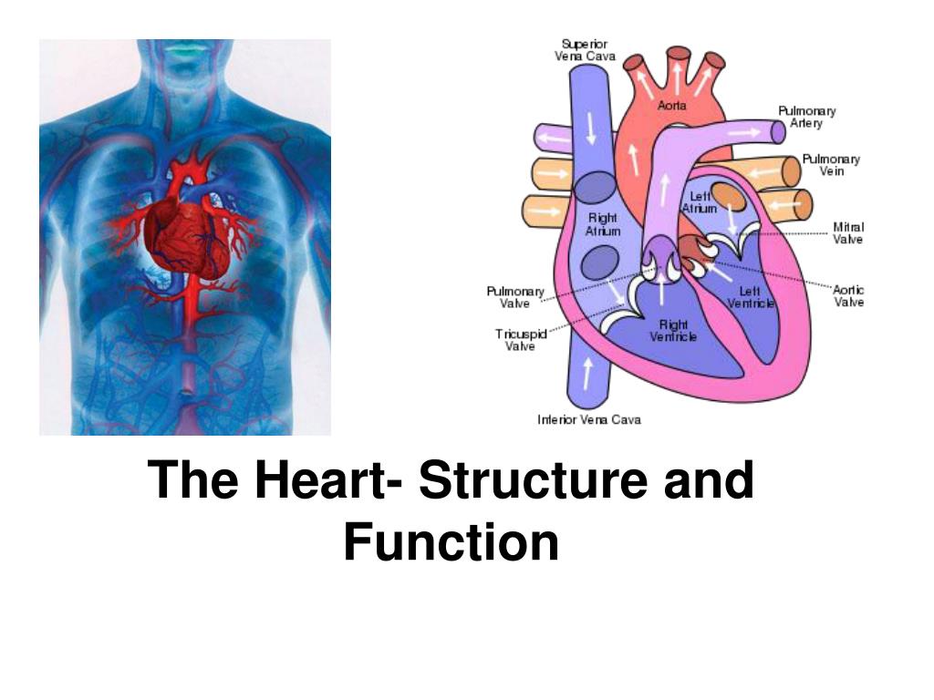 PPT - The Heart- Structure and Function PowerPoint Presentation, free