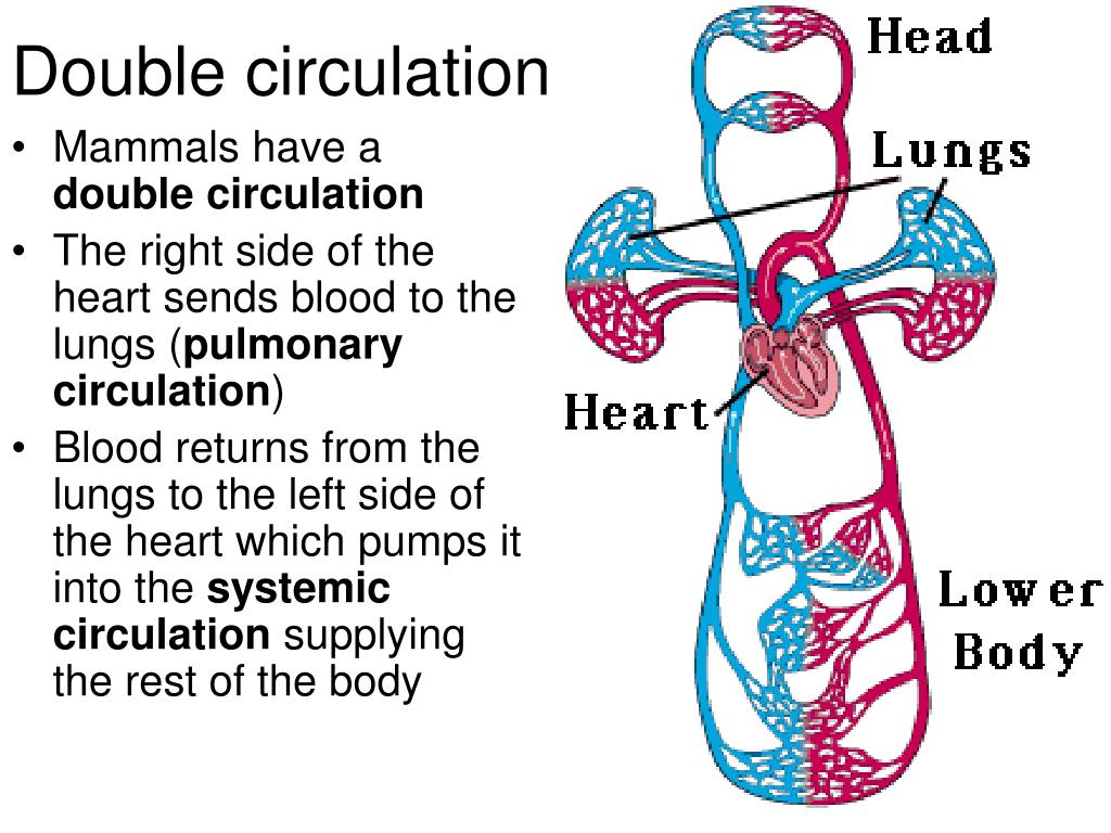 Double Circulatory System