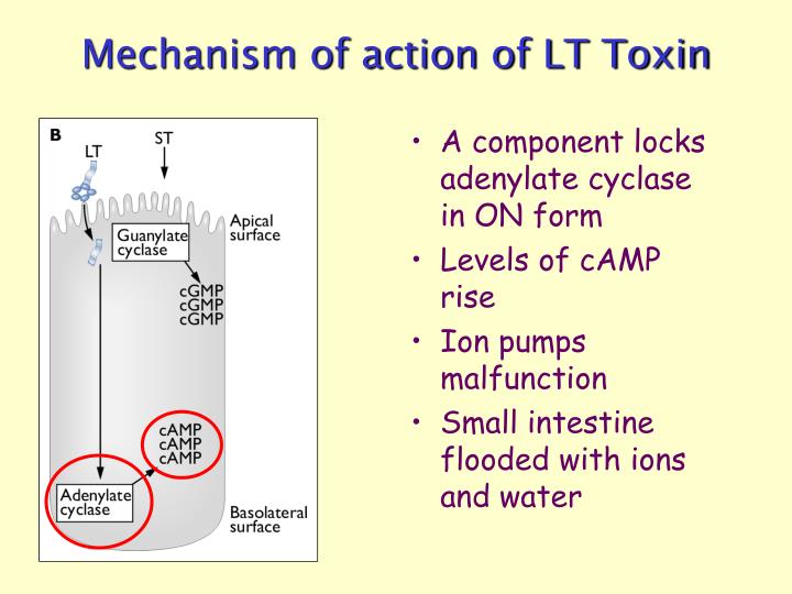 PPT - MCB 428 Lab 8 PowerPoint Presentation - ID:4225518