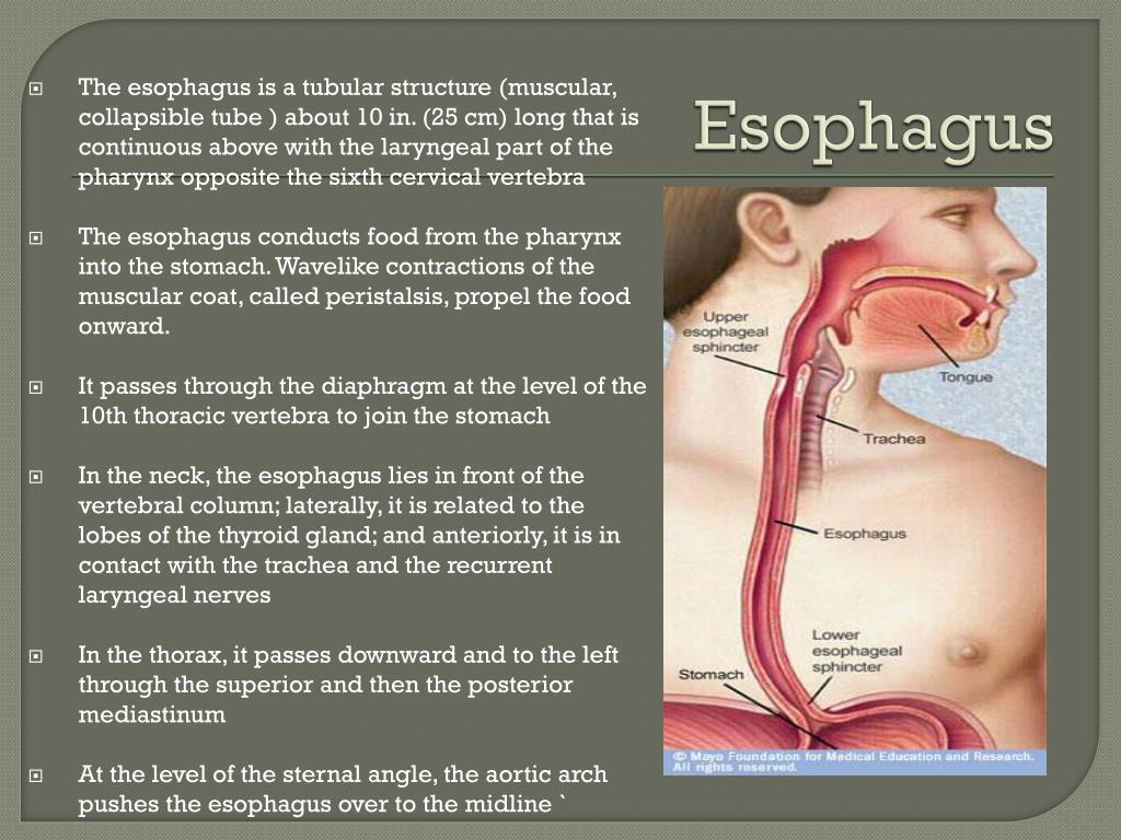 Esophagus Function Front