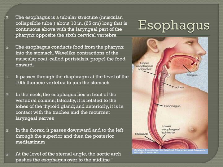 Physiology Of The Stomach Ppt Vrogue co physiology-of-the-stomach-ppt-vrogue-co