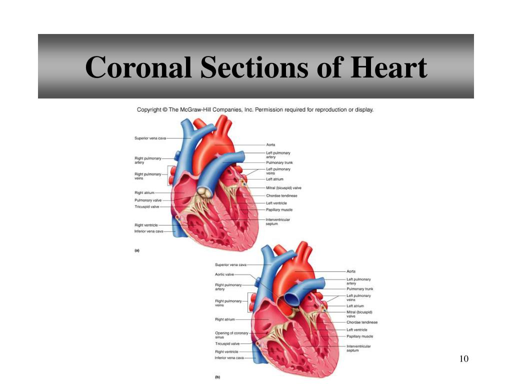 PPT - D Cardiovascular system Anatomy and Physiology PowerPoint