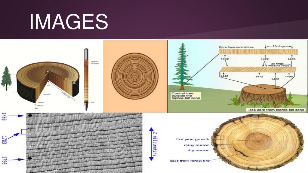 PPT - Dendrochronology PowerPoint Presentation, free download - ID:4227370