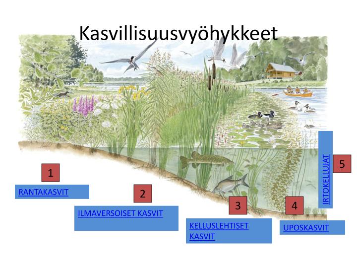 PPT VESIST T SUOMESSA PowerPoint Presentation ID 4228003 ppt-vesist-t-suomessa-powerpoint-presentation-id-4228003