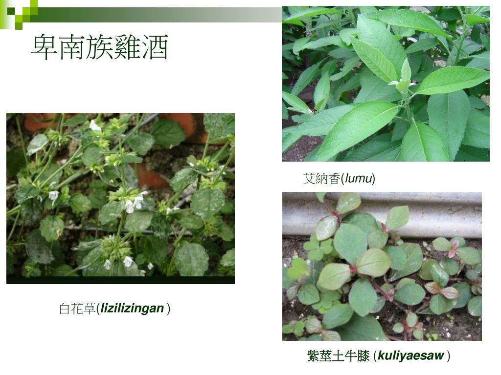 Ppt 卑南族民族植物powerpoint Presentation Free Download Id
