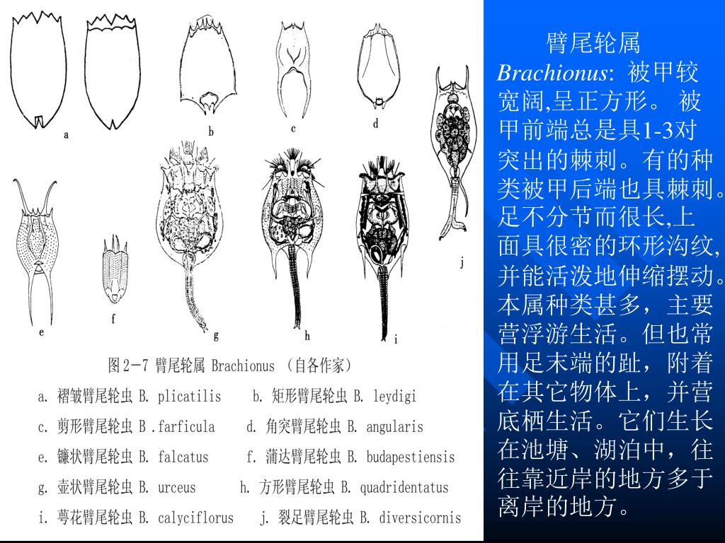 浮游动物----中国湿地生态系统联盟