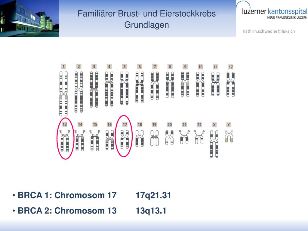 ppt-famili-rer-brust-und-eierstockkrebs-powerpoint-presentation