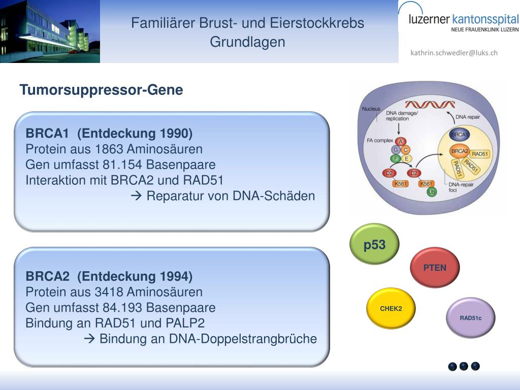ppt-famili-rer-brust-und-eierstockkrebs-powerpoint-presentation