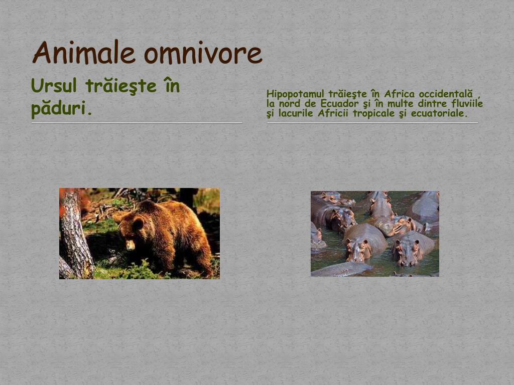 PPT - Modul de hrănire al animalelor PowerPoint Presentation, free download  - ID:4229371