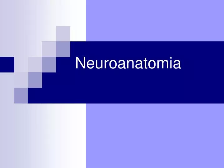 neuroanatomia n.