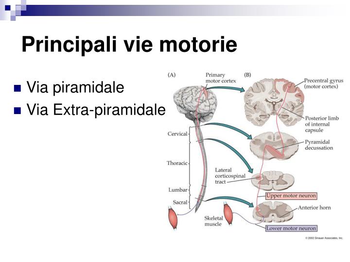 Differenza Tra Sindrome Piramidale Ed Extrapiramidale PPT - Neuroanatomia PowerPoint Presentation - ID:4231059