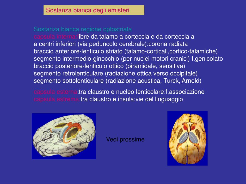 Cosa Significa Ipodensità Della Sostanza Bianca Periventricolare PPT - telencefalo PowerPoint Presentation, free download - ID:4231329