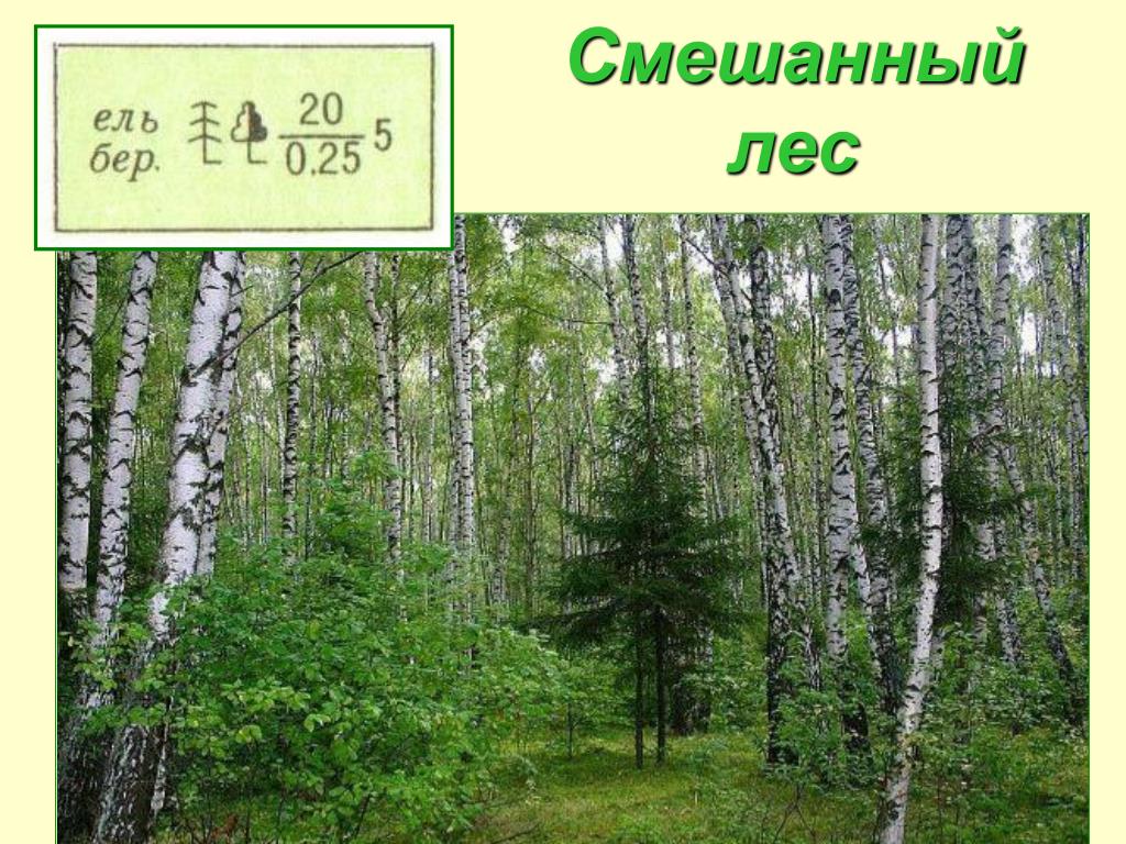 Картинка Смешанный Лес Для Детей