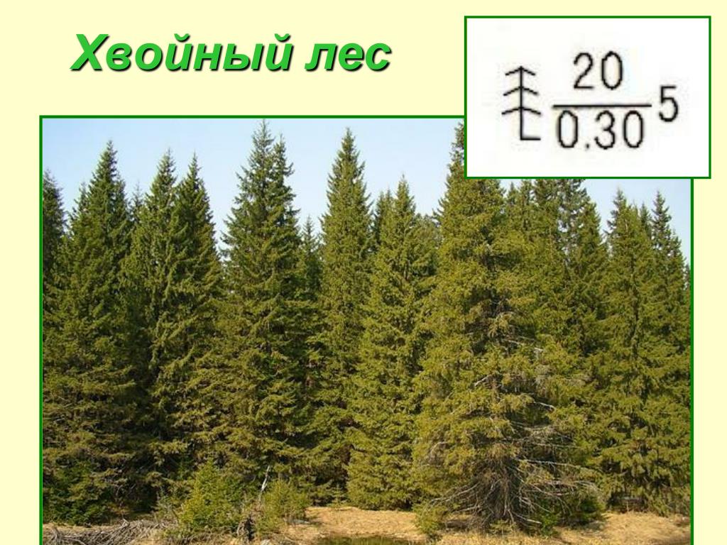 Хвойные леса на территории россии. Хвойный лес на карте. Зона хвойных лесов. Хвойные леса расположение. Презентация еловый лес.