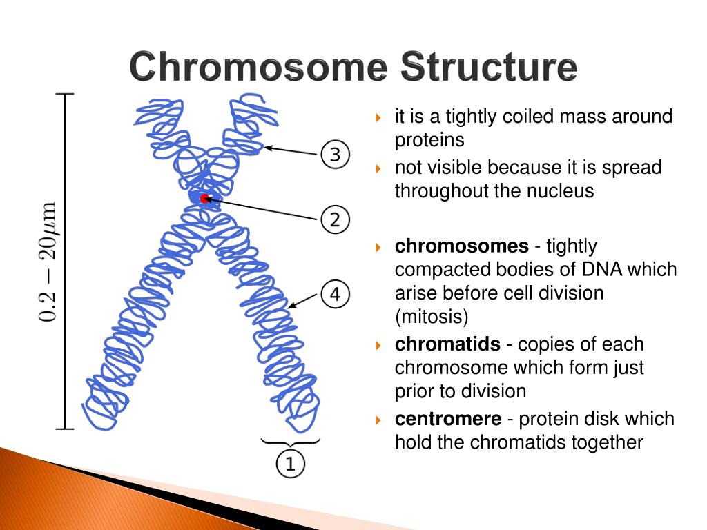 Chromosome Structure And Function LJMP Chromosome Structure And Function LJMP