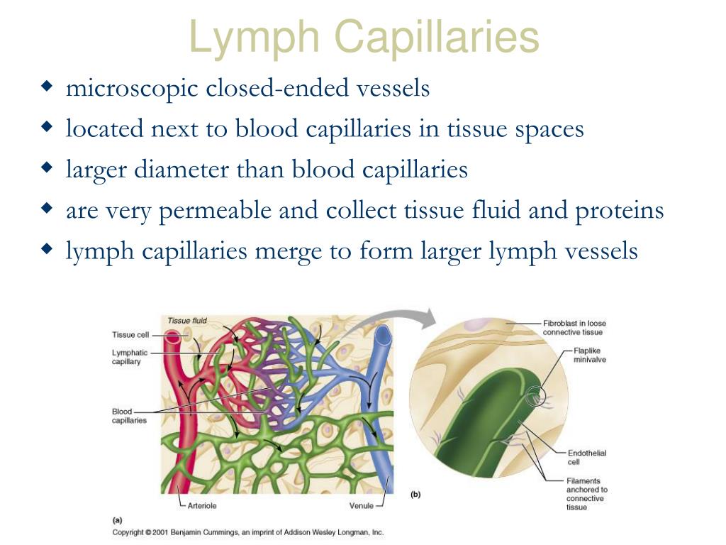 PPT - Functional Anatomy of Lymphatic System PowerPoint Presentation ...