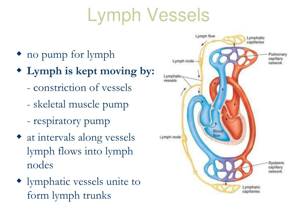 Ppt Functional Anatomy Of Lymphatic System Powerpoint Presentation
