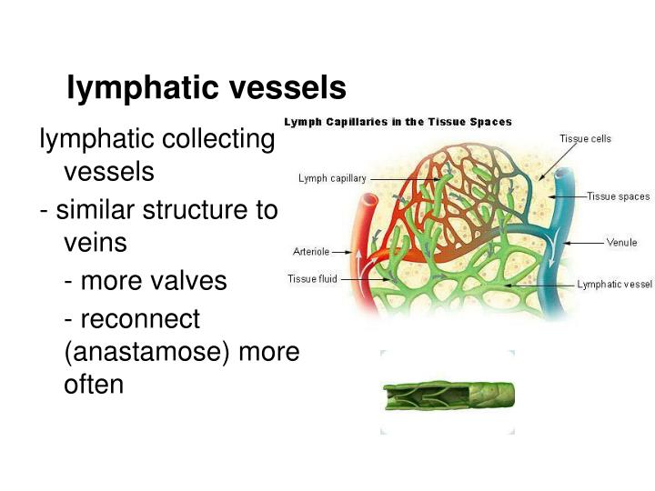 PPT - The Lymph System and Lymphoid Organs and Tissues PowerPoint