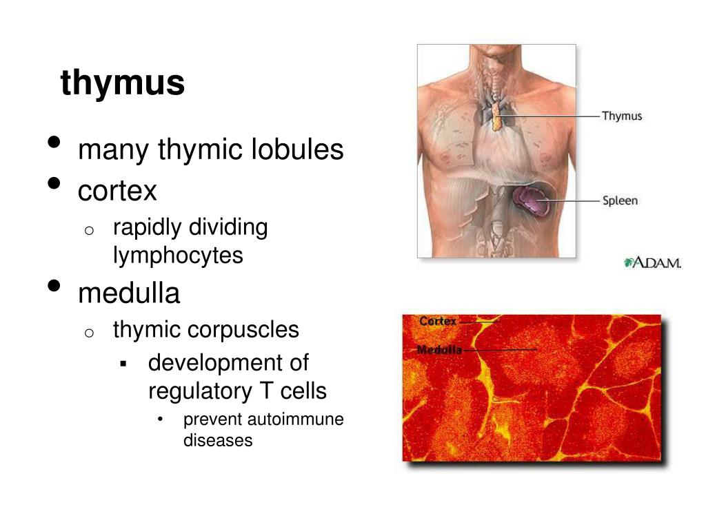 Ppt The Lymph System And Lymphoid Organs And Tissues Powerpoint