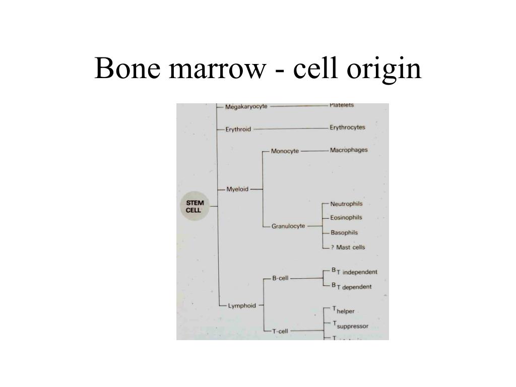 Ppt Molecular Medicine Immunology 2 Powerpoint Presentation Free Download Id4236191 