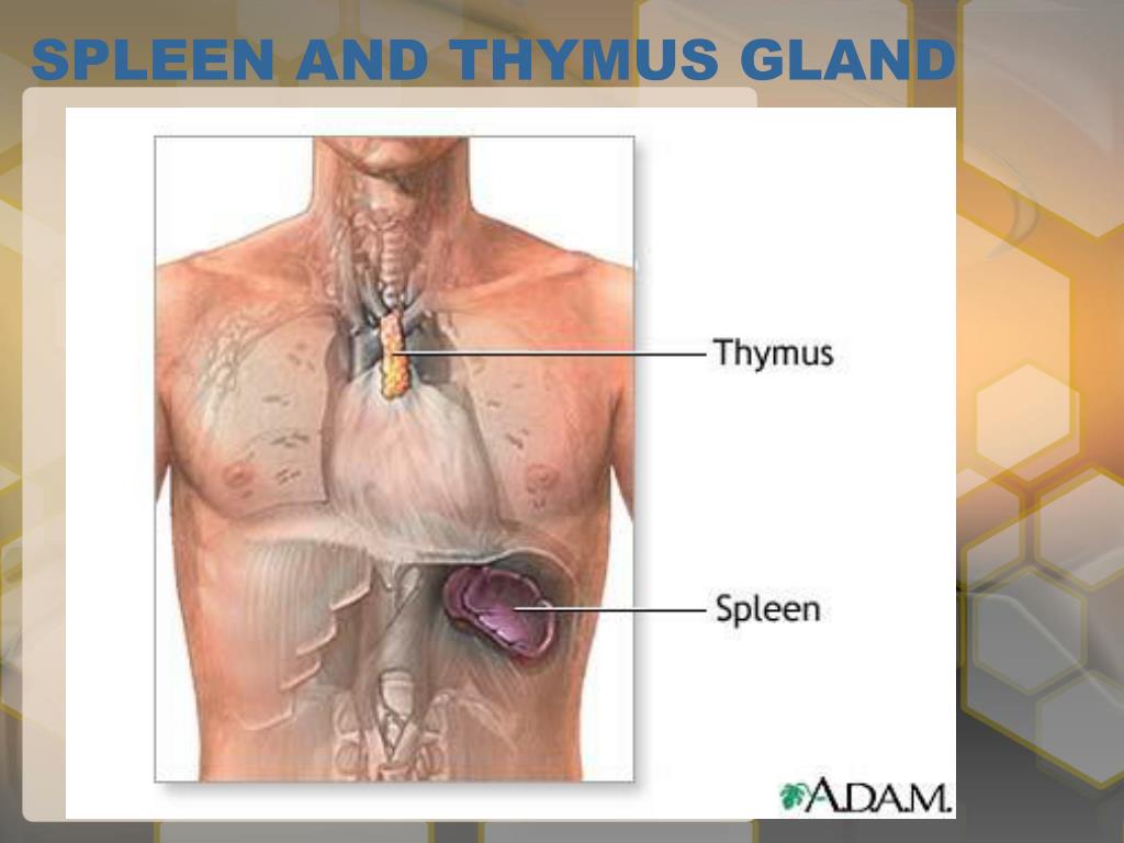 Иммунная система тимус. Тимус вилочковая железа. Тимус или вилочковая железа. Вилочковая железа (тимус) костный мозг.