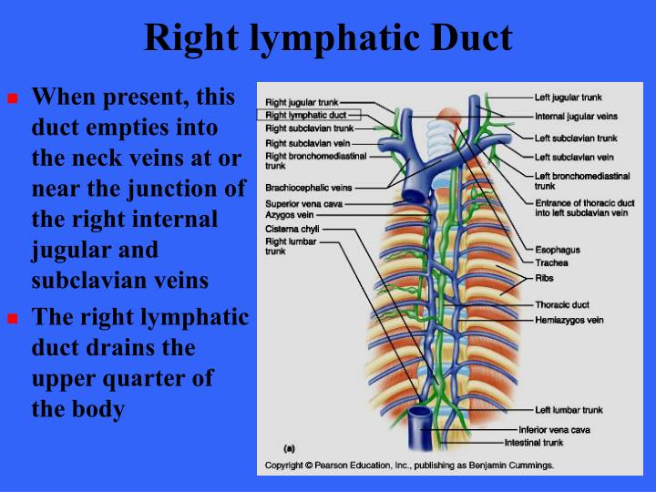 PPT - The Lymphatic System PowerPoint Presentation - ID:4236403