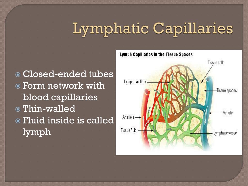 PPT - Lymphatic System PowerPoint Presentation, free download - ID:4236457