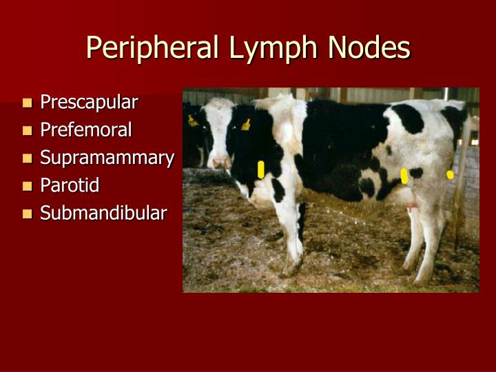 PPT Physical Examination of Cattle PowerPoint Presentation ID4236576