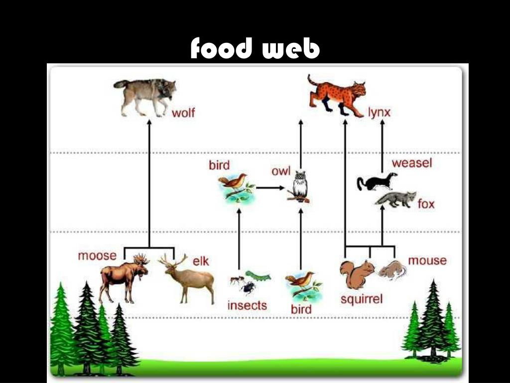 LYNX boreal forest PowerPoint Presentation, free download Biology Diagrams