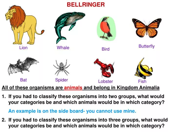 62+ Animal Kingdom Organisms Examples | Petersmini Onpage
