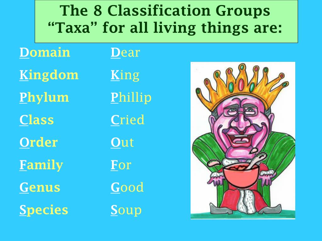 What Domain And Kingdom Do Plants Belong To / Plantae - Kingdoms Of Life - Check spelling or type a new query.
