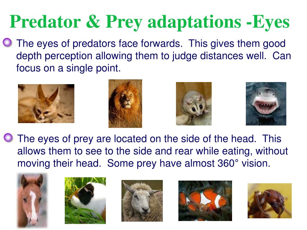 predator vs prey animal pairs