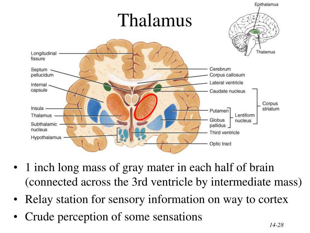 intermediate mass of thalamus