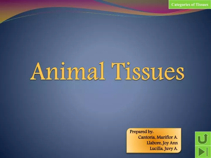 PPT - Animal Tissues PowerPoint Presentation, free download - ID:4240608