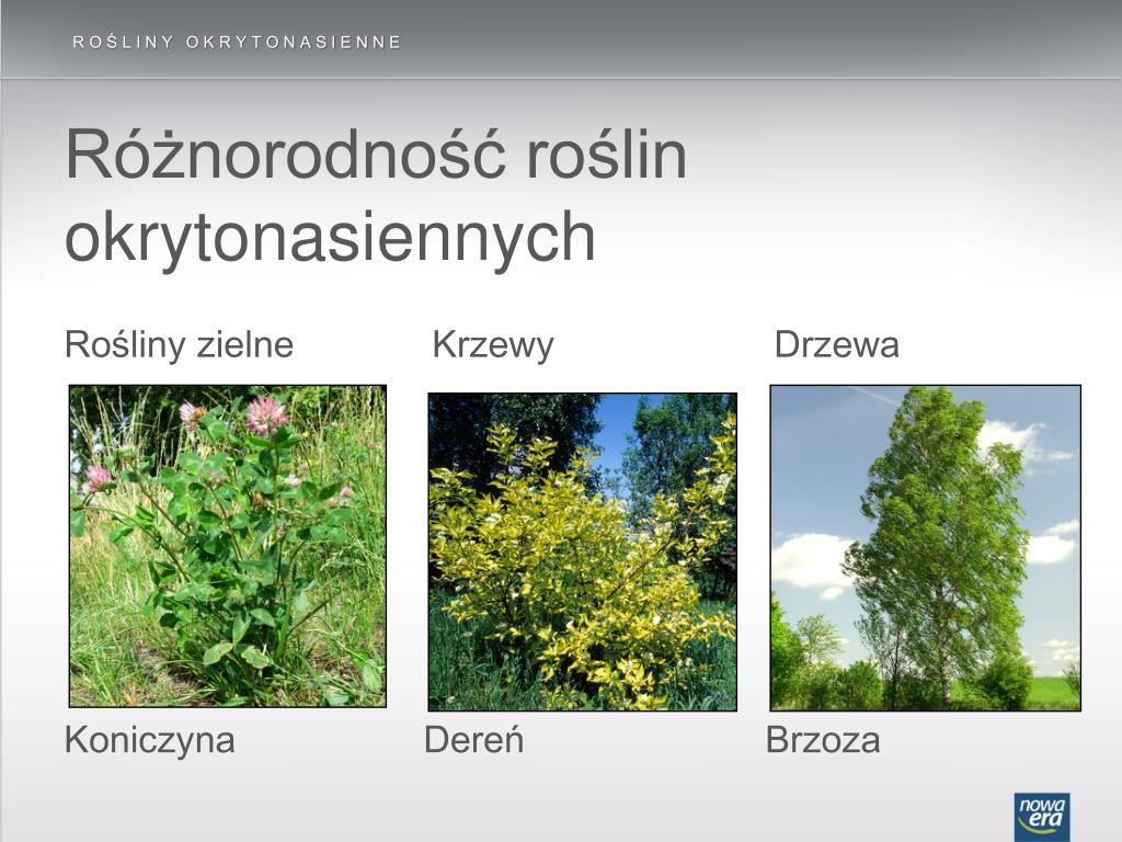 Porównaj Rośliny Nagonasienne I Okrytonasienne PPT - Rośliny okrytonasienne PowerPoint Presentation, free download
