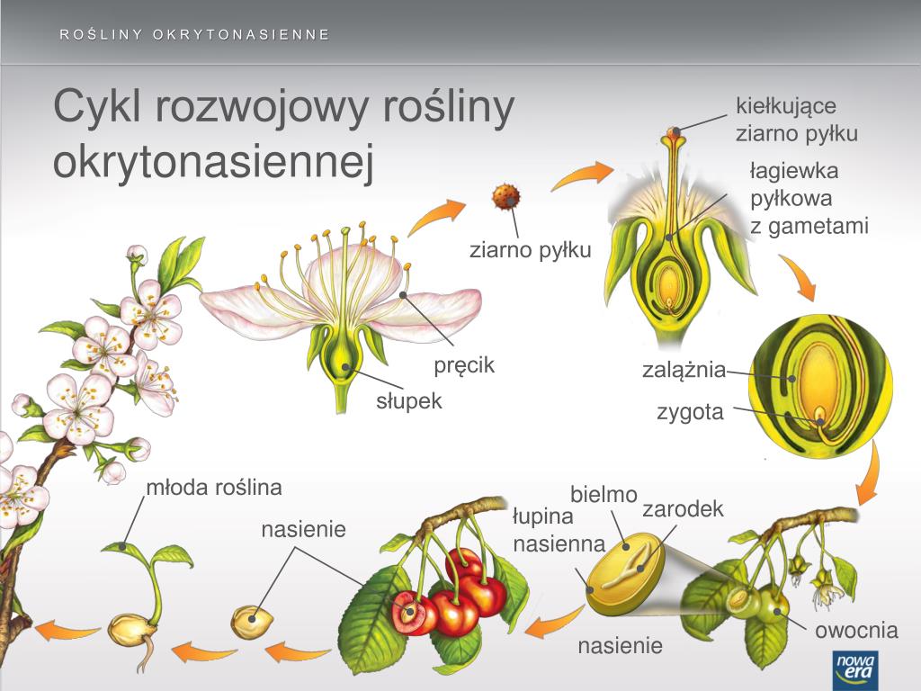 PPT - Rośliny okrytonasienne PowerPoint Presentation, free download