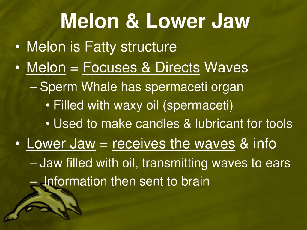 PPT Biology of Marine Mammals PowerPoint Presentation, free download