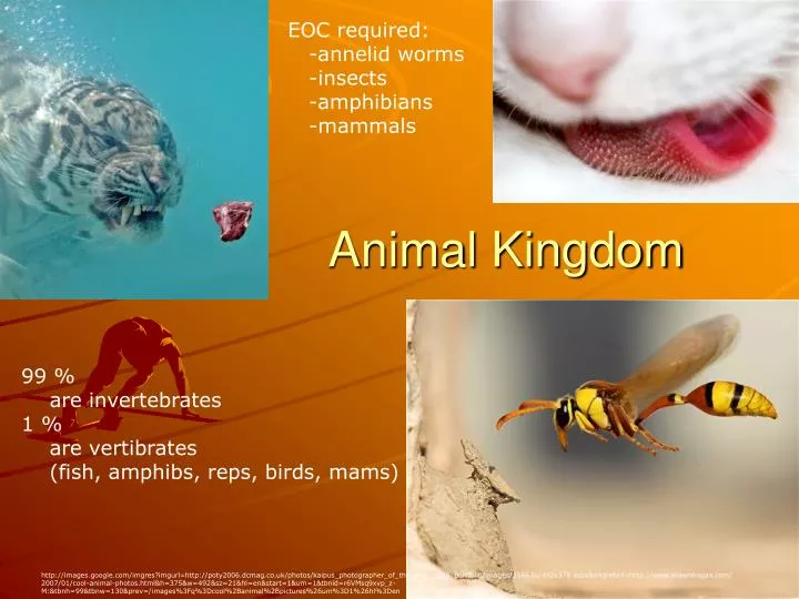 PPT - Animal Kingdom PowerPoint Presentation, free download - ID:4243500
