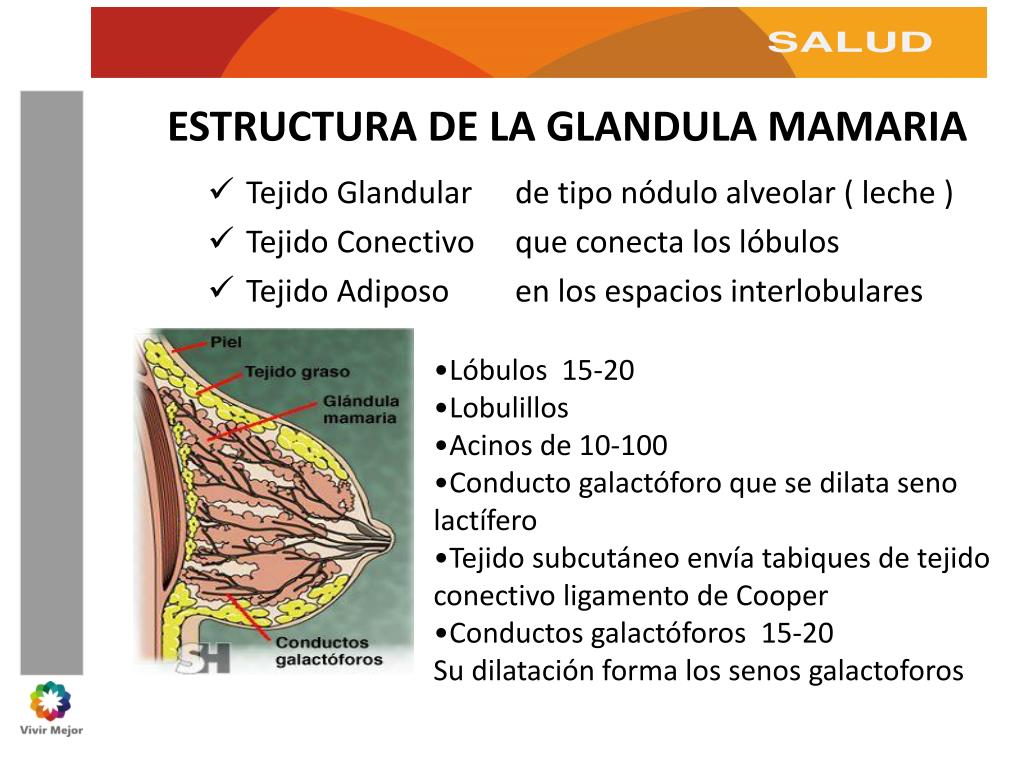 Estructura De Una Glandula Mamaria