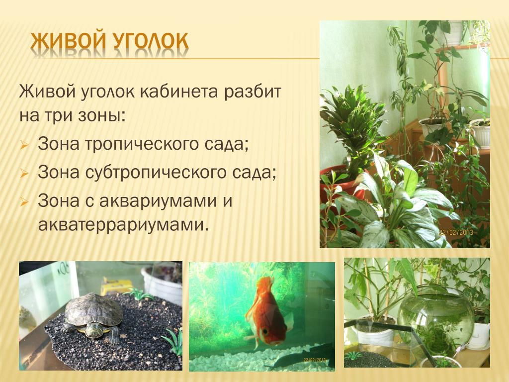 Живой Уголок Это Для Детей