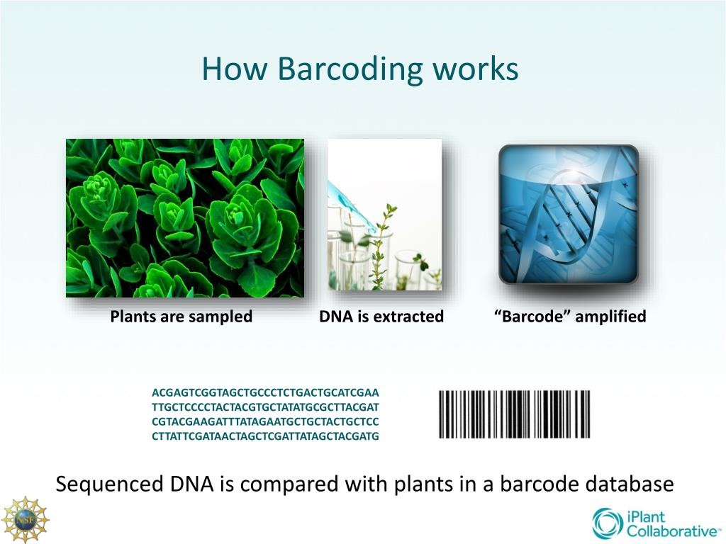 PPT - Plant DNA Barcoding PowerPoint Presentation, free download - ID ...