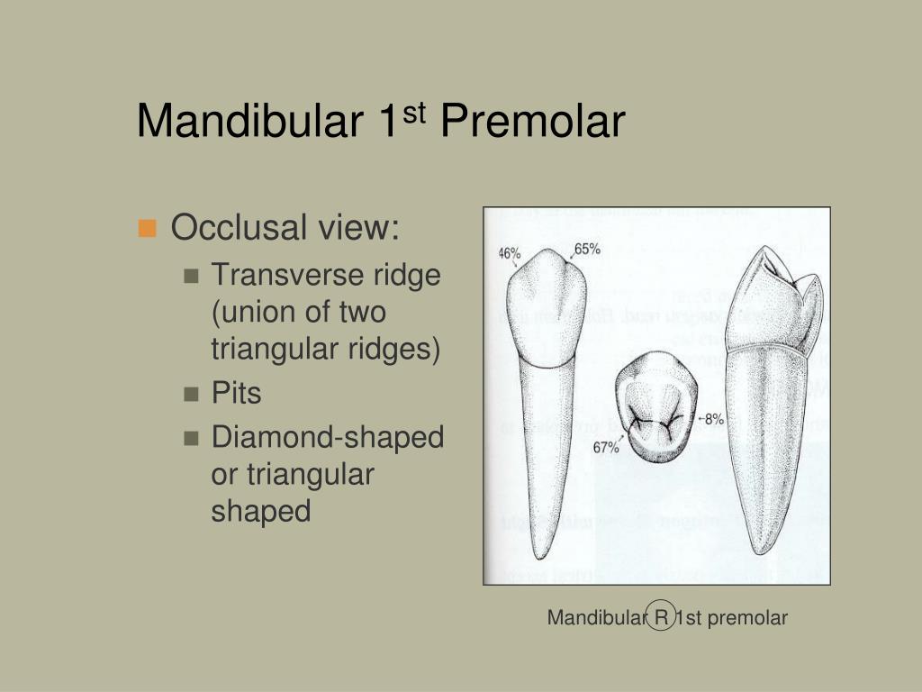 Ppt premolars powerpoint presentation free download id 4246791