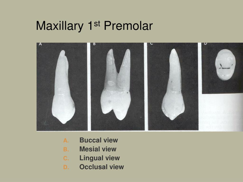 Maxillary First Molar Occlusal View